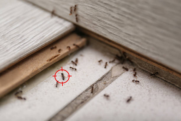 Best Cockroach Control Services  in Lennox, SD
