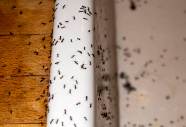 Best Spider Control Near Me  in Lennox, SD